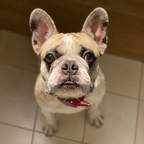 French bulldog wearing a red collar, shown in the reference photograph for the custom pet portrait.