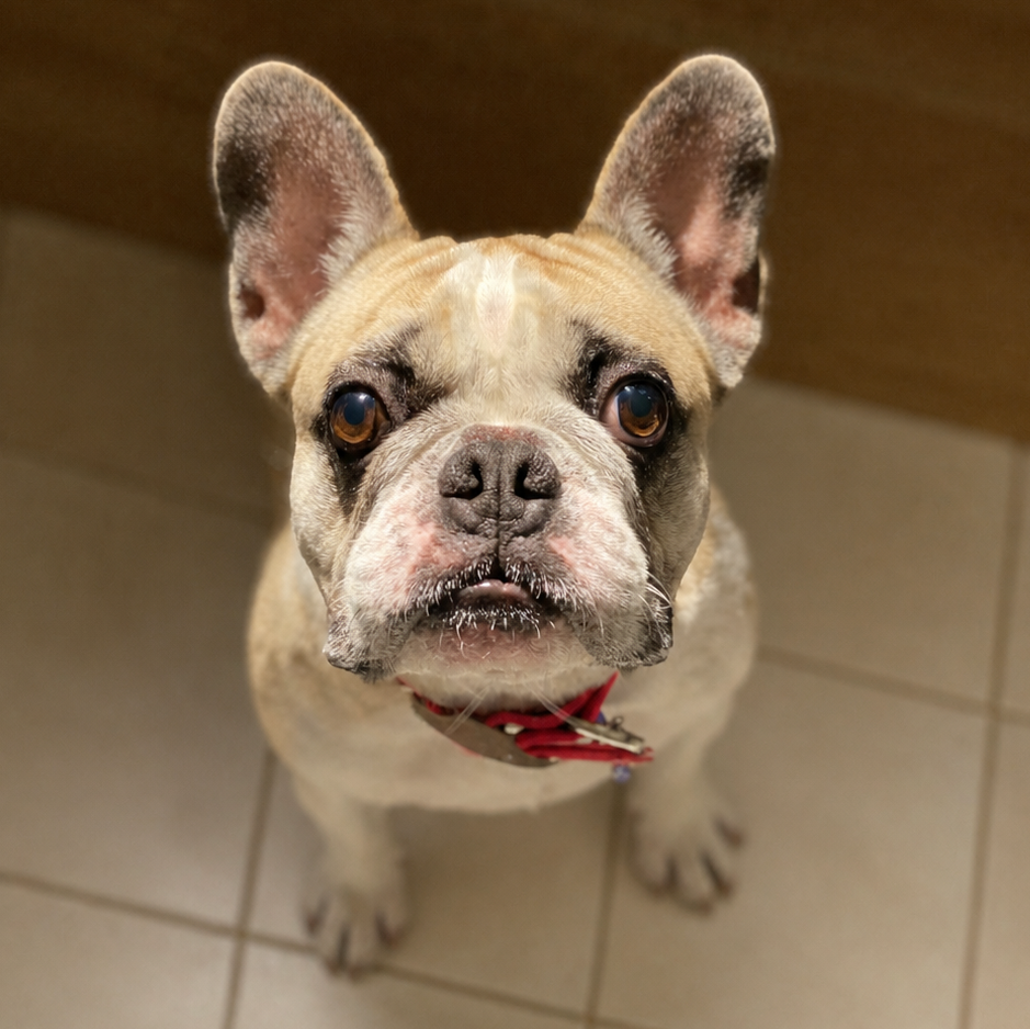 French bulldog wearing a red collar, shown in the reference photograph for the custom pet portrait.